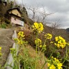 19℃ 今日は春みたい、山村をぶらり★菜の花、フキノトウ、ロウバイがきれいです。