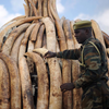 Zimbabwe Asks for Permission To Sell Seized Elephant Ivory：DMM英会話DailyNews予習復習メモ