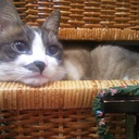 Cats,Birds,Ningen