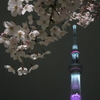 夜桜と、スカイツリー