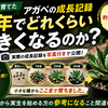 種から育てたアガベは◯年でどれくらい大きくなる!?実生3〜4年のリアルな姿を公開