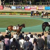 東京競馬6R パドック直前予想 ◎8 オペラハット 5R馬単でいってはずす。。