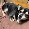 まろにー3163日目