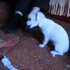 「それよこせー！」 ひたすら靴下を引っ張り続ける、子犬チワワの動画