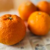 ひたすら柑橘を剥いて。