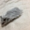 しろあん798日目