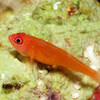 マンタ待ちの楽しみ　その２　redface dwarfgoby