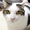 可愛いネコちゃんシリーズー3・・・