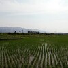 田植えを背景に1500形と　JR四国