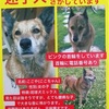 2匹の犬と2枚のポスター