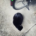 翡翠色した眼の黒猫