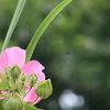 【芙蓉からのメッセージ】憧れ芙蓉　蕾いっぱい