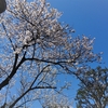 春休み突入しました　桜は咲き始めましたが今年は眺めるだけで