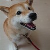 柴犬『きなこ』アレルギー？私だけでも・・・まさかの『きなこ』も💦飼い主に似なくても