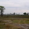 アカリーチュエ(Red Lechwe)とサバンナシマウマ(Plains Zebra)