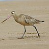 今日の海岸の鳥