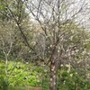 ヒマラヤ桜と椿の花