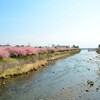 河津桜を見て熱海に泊まる