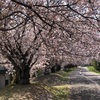 次は八重桜ですネ。