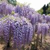 蓮花寺池公園の藤まつりに行ってきた。