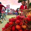 いざ、初めての稲刈りへ🌾🚲