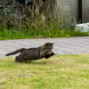 玄界灘離島のねこさん