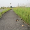 田んぼの中を通る道路の歩道部分に割れた一升瓶が落ちていた、近くにはレジ袋も、車を停めて投げ捨てたのだろうか？