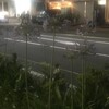 Agapanthus