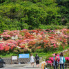 20180421 葉山花の木公園／ツツジと割烹 の事