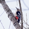 日本　散歩道の野鳥たち