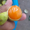 ウアヤとその他の果物野菜