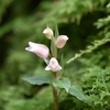 くらがり渓谷の花　 (岡崎市)　　2017_10_08