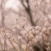 雪散歩、昨日のこと