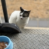 昼のおばあちゃん野良猫　おばあにゃん