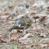 再度公園の野鳥その２