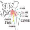   【基礎から学ぶ】深層外旋六筋（梨状筋・上下双子筋・内外閉鎖筋・大腿方形筋）【解剖学】