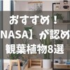 おすすめ！【NASA】が認める観葉植物8選 ～緑を取り入れて心穏やかな生活を～