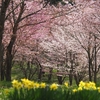 桜峠の大山桜が見事でした！（北塩原村）