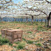 梨園の思い出とセイヨウミツバチ