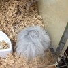 しろあん138日目