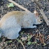 ロンドン03　青年に呼び止められ、公園でリスとたわむれる