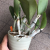 ミニカトレア植え替え