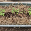 ミニトマトを植え付け