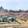 河津桜が見頃です、クリローもね