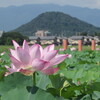 藤原宮跡へ　ハスの花・おふさ観音・喫茶店ツーリング　前編
