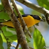 ベリーズ　マヤ遺跡で出会った Yellow-throated Euphonia （イエロースローテッド　エウホニア） 