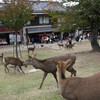 奈良公園から若草山の下の鹿たち