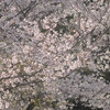 四月馬鹿の日（２０１２　０４０１）　桜咲く