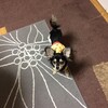 まろにー176日目