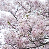 桜満開